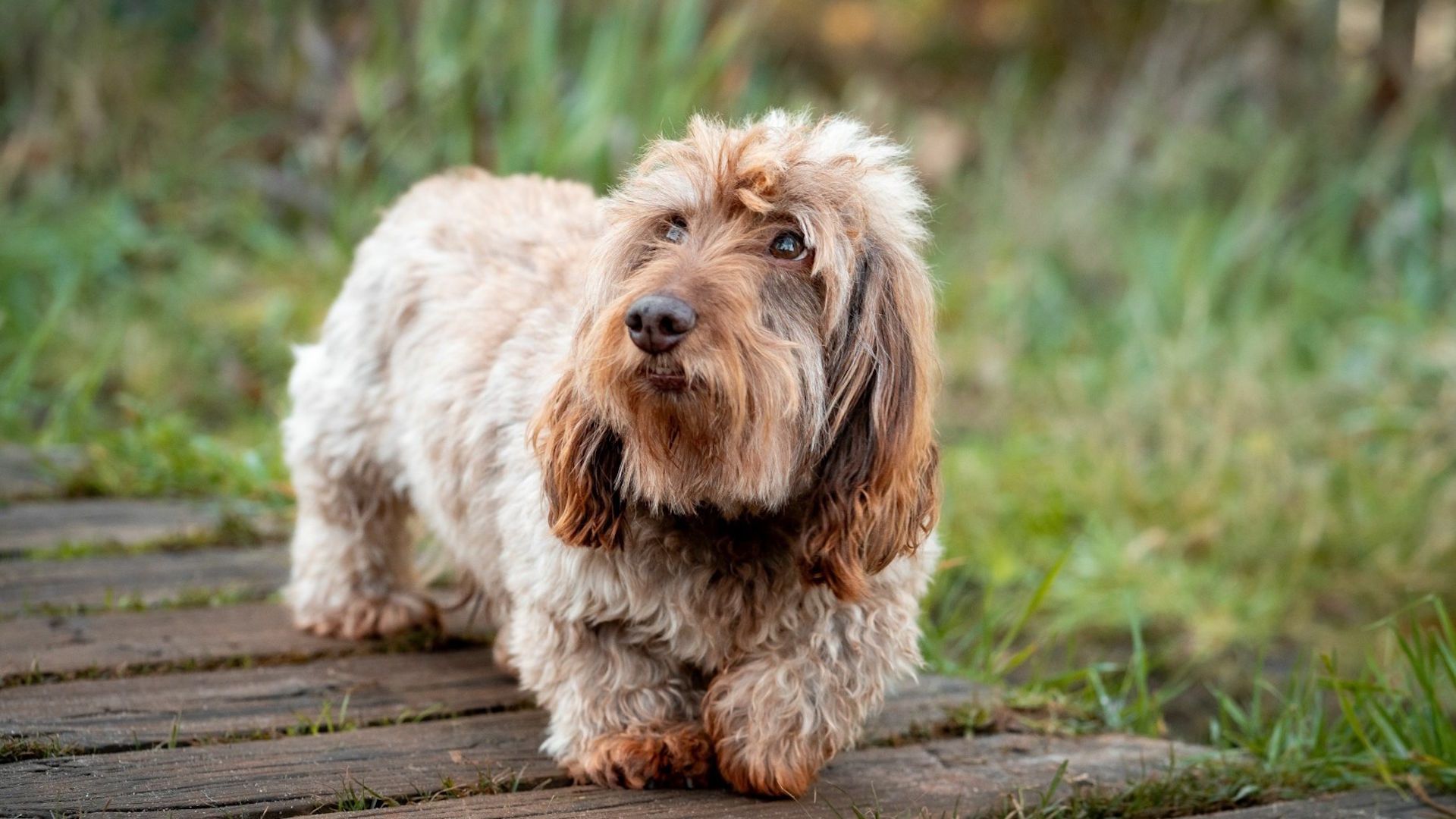 Dachshund (Long Haired)